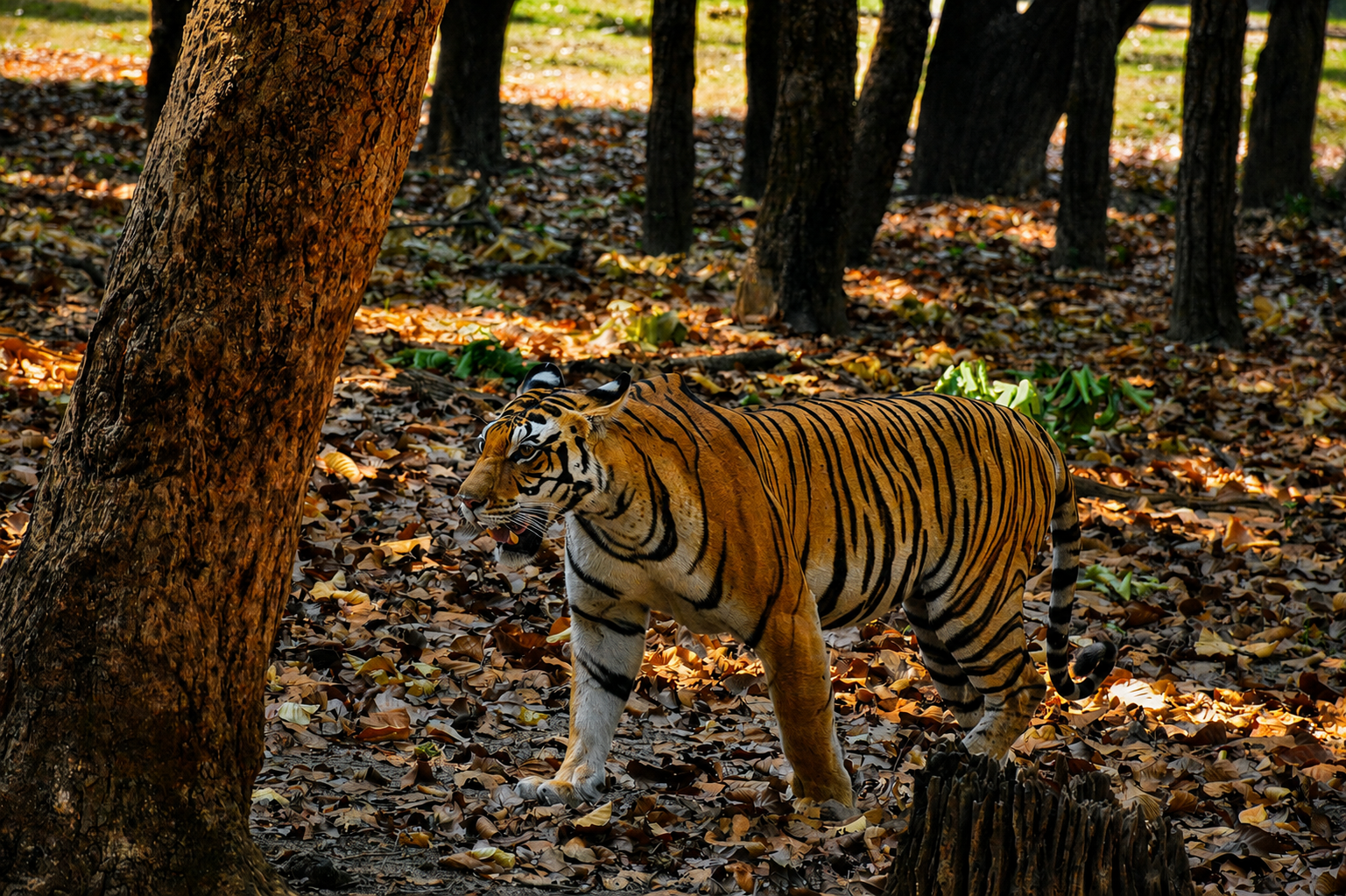 Understanding Tiger Territories in Kanha