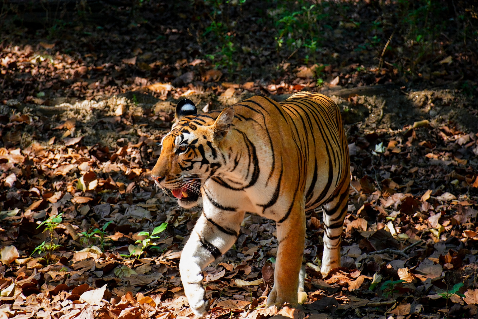 Royal Bengal Tiger