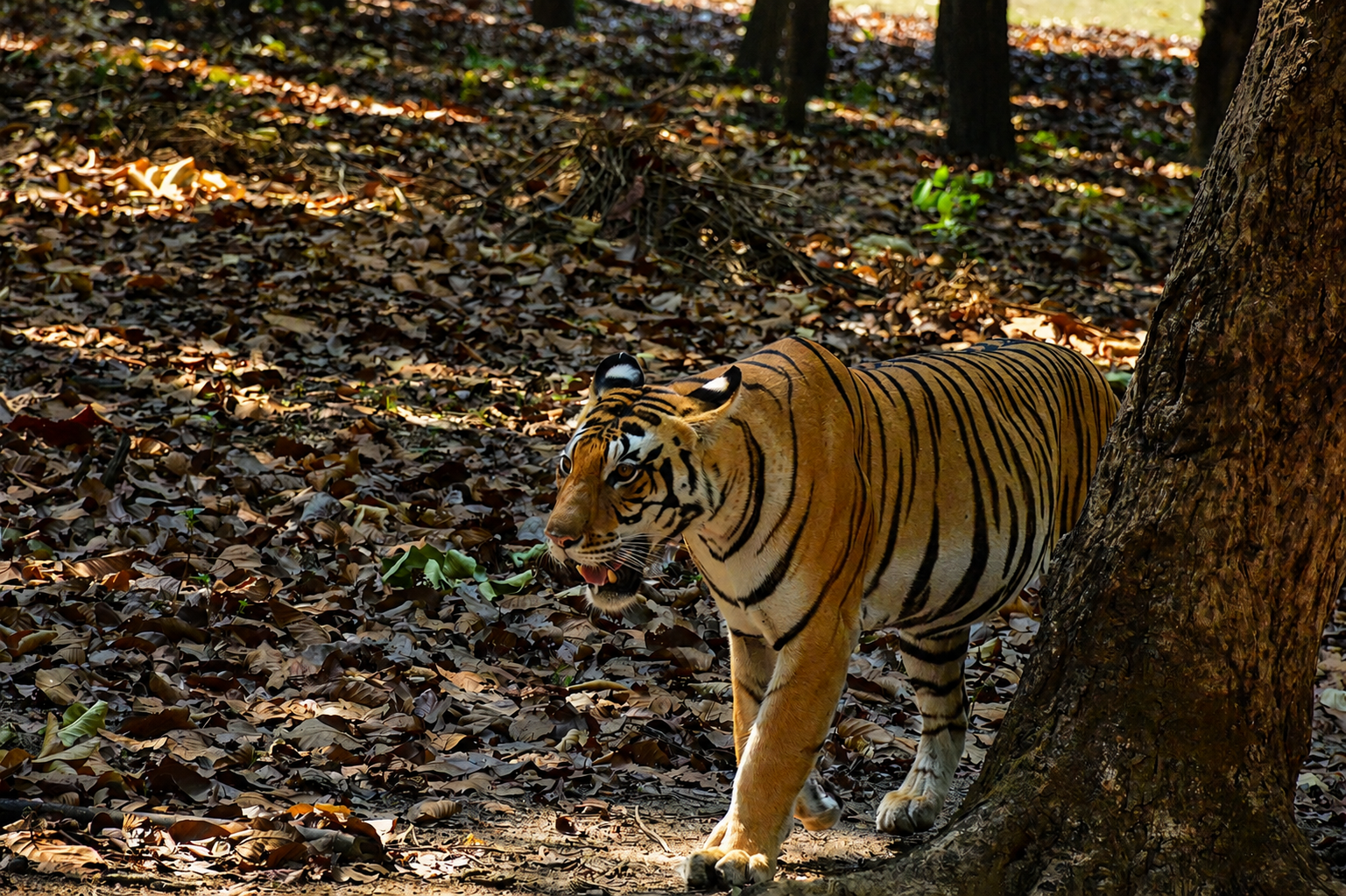 Kanha Tiger Reserve at golden hour